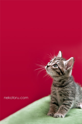 むぎーxmas3 子猫壁紙 For Iphone 無料ダウンロード 猫撮る カワイイネコのスマホ壁紙 Naver まとめ