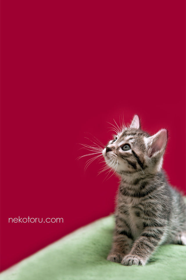 むぎーxmas3 子猫壁紙 For Iphone 無料ダウンロード 猫撮る ねことる ほぼキジトラ カワイイネコのスマホ壁紙 Naver まとめ