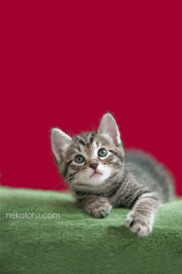むぎーxmas 子猫壁紙 For Iphone 無料ダウンロード 猫撮る 壁紙 にしたい程 かわいい子猫 画像 写真 Naver まとめ