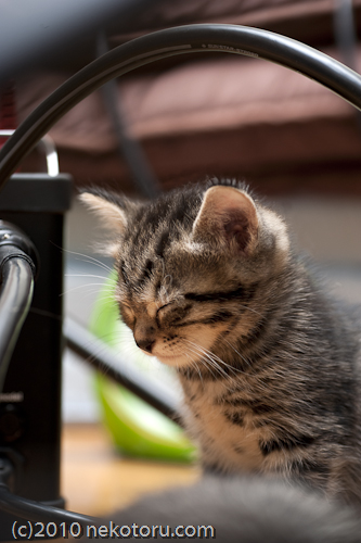 猫写真ブログ「猫撮る」　むぎ、立ち寝。『ほぼ、キジトラ』