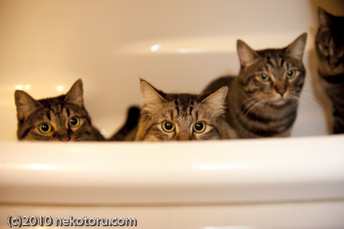 キジトラ猫　お風呂の中に入っている　画像