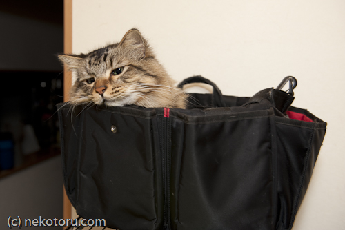 悟飯　キジトラ猫　バッグの中で眠る