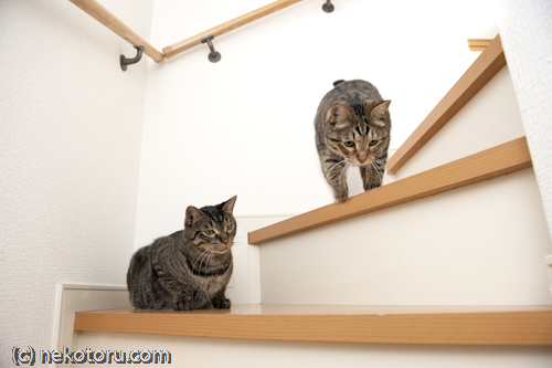 キジトラ猫　悟天　むぎ　階段で一緒　画像