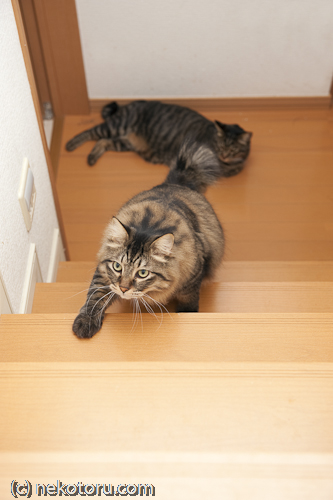 キジトラ猫　かゆ　階段を登る　画像