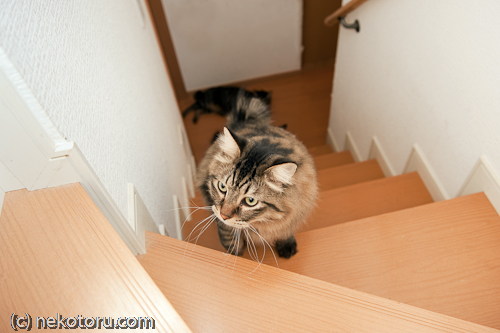 キジトラ猫　かゆ　階段を登る　画像