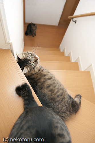 キジトラ猫　かゆ　階段で休む　画像