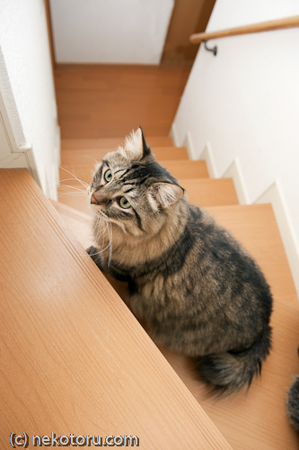 キジトラ猫　かゆ　階段に佇む　画像