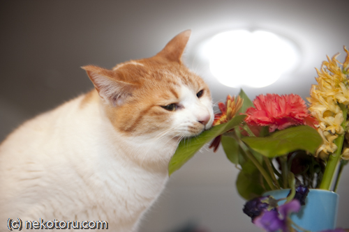 茶トラ白猫　みる　葉っぱをパクリ　画像