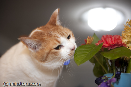 茶トラ白猫　みる　葉の匂いを嗅ぐ　画像