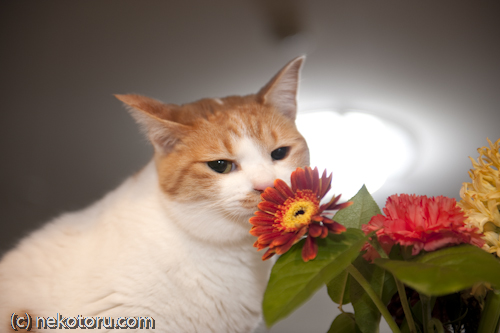 茶トラ白猫　ミル　花の匂いを嗅ぐ　画像