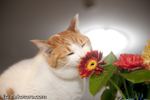 茶トラ白猫　ミル　花をめでる　画像