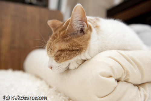 茶トラ白猫　ミル　のんびり眠る