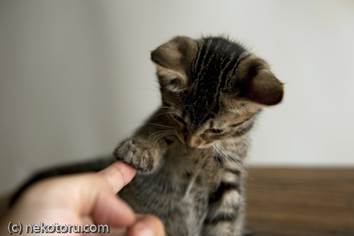 キジトラ猫　子猫　はな　握手