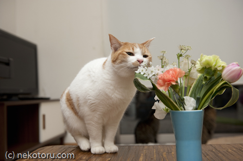 茶トラ白猫　ミル　花をクンクン