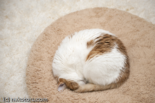 茶トラ白猫　ミル　丸くなって眠る