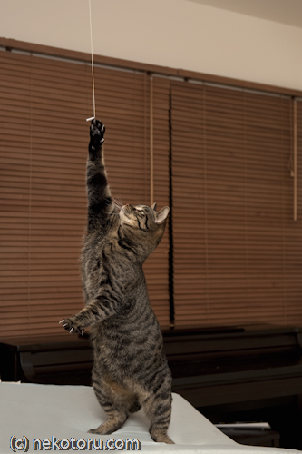 キジトラ猫　悟天　電気のヒモで遊ぶ