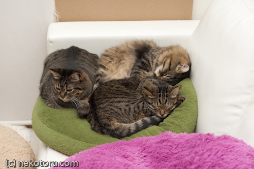 クッションで眠る3匹のキジトラ猫