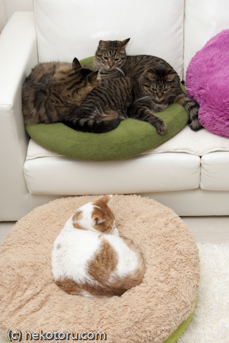 窮屈そうに1枚のクッションで眠る3匹のキジトラ猫と1匹で快適そうな茶トラ白猫ミル