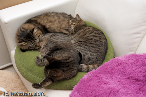 1枚のクッションで仲良く眠る3匹のキジトラ猫