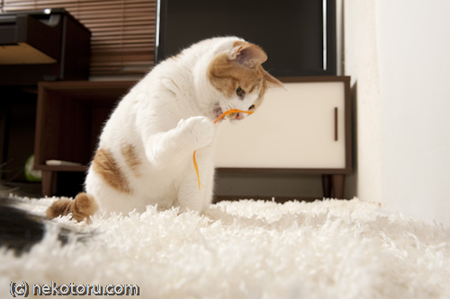 茶トラ白猫　ミル　紐で遊ぶ