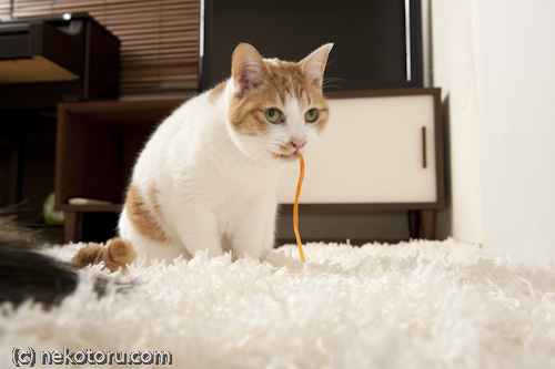 茶トラ白猫　ミル　紐で遊ぶ