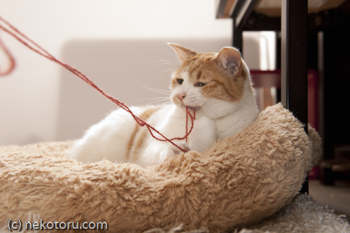 茶トラ白猫　ミル　毛糸で遊ぶ