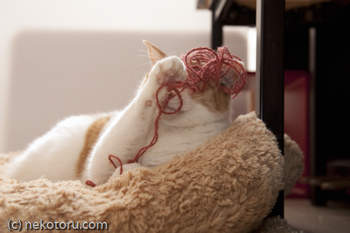 茶トラ白猫　ミル　毛糸で遊ぶ