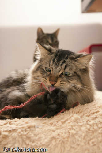 キジトラ猫　悟飯　毛糸で遊ぶ遊ぶ
