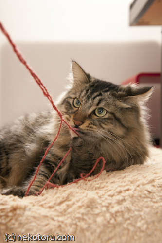 キジトラ猫　悟飯　毛糸で遊ぶ遊ぶ