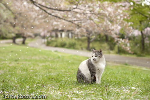 サバ白猫　野良猫　桜吹雪