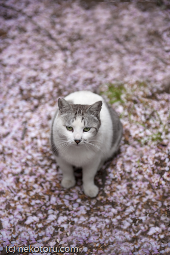サバ白猫　野良猫　桜