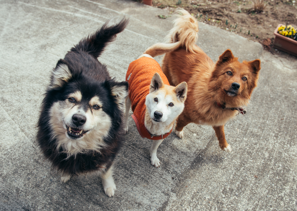 34 クマ チャック シーサー Call My Name 原発被災地の犬猫たち 21