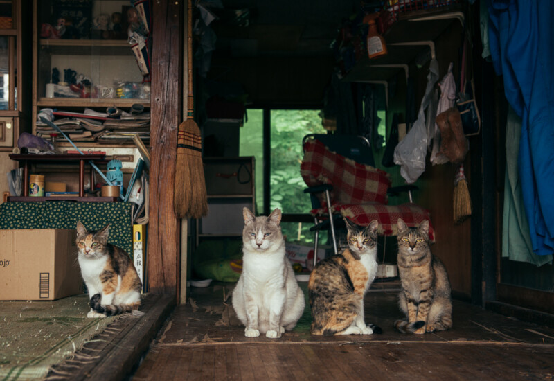 白タヌと若猫たち