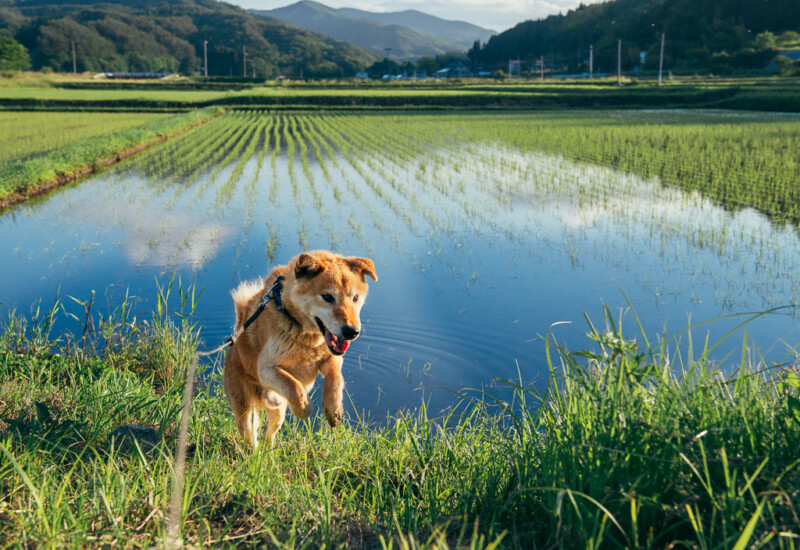 コロと田んぼ