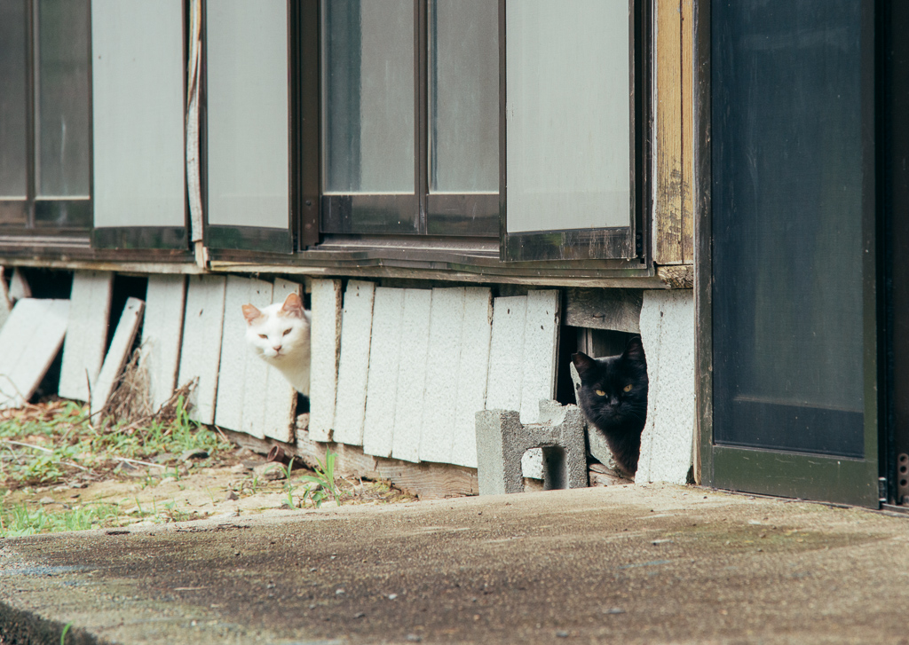 クロと茶シロ